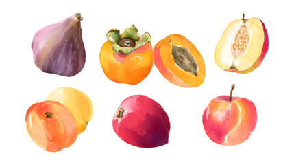 A collection of watercolor illustrations of various fruits including persimmons, figs, peaches, and plums, showcasing vibrant colors and detailed textures