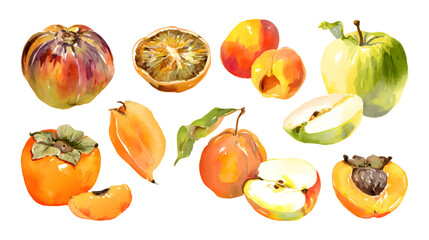 A collection of watercolor illustrations of various fruits including persimmons, figs, peaches, and plums, showcasing vibrant colors and detailed textures