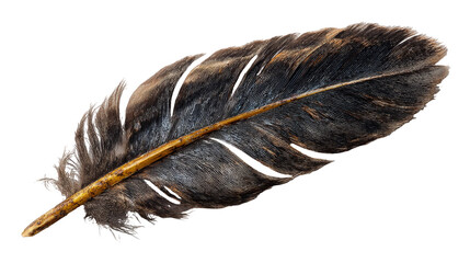 A close-up studio shot of a single, detailed bird feather with brown and black markings, isolated on a white background.