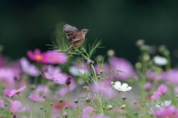 コスモスに止まり、羽を広げるノビタキ