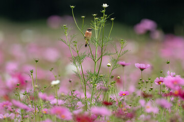 コスモスの止まるノビタキ