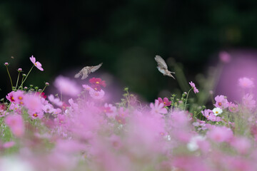コスモス畑で飛び交うスズメたち