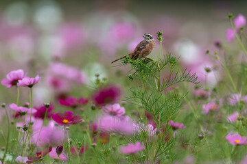コスモスにとまるホオジロ