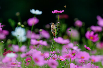 コスモスとノビタキと蜂