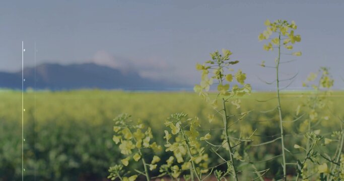 Fototapeta Displaying rapeseed flower stalks blooming in rural farmland field, with unopened buds, copy space
