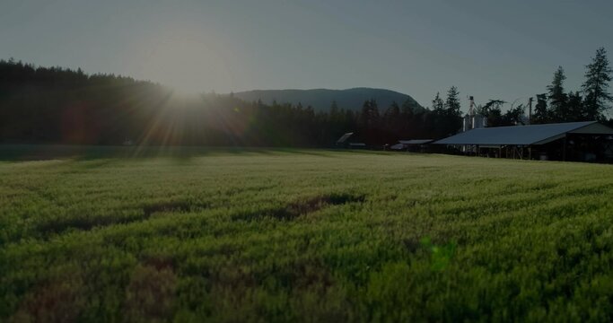 Naklejki Extending green field toward evergreen trees at farm with sun flare, barns, silos, mountain ridge