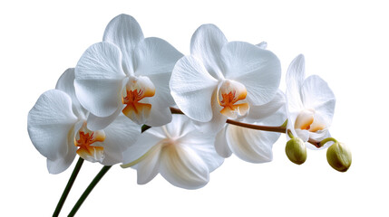 Delicate white orchids with orange centers bloom against a soft grey background.
