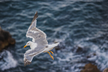 A seagull soars above the rocky coastline, wings spread wide as waves crash against the shore below.