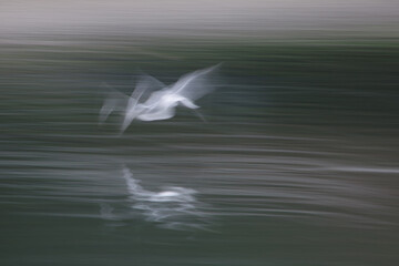 seagull flying over water