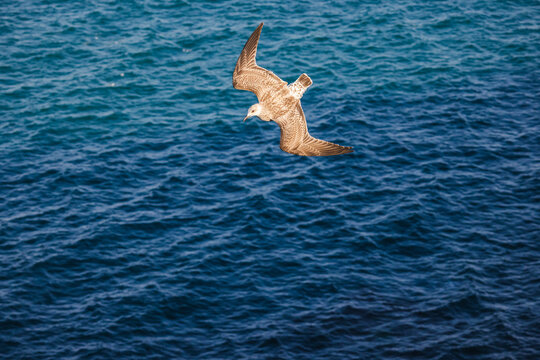 A juvenile seagull glides over the open sea, wings fully spread while flying low above the water surface.