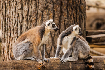 Obraz premium Two ring-tailed lemurs sitting side by side on a wooden log and looking in opposite directions