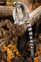Obraz premium Ring-tailed lemur sitting on a wooden log with its long striped tail hanging down in warm sunlight