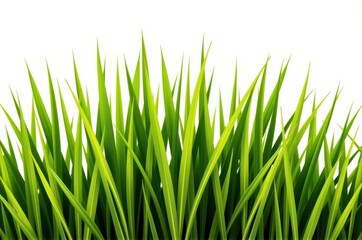 Fototapeta premium Vibrant green grass or rice plant isolated on a clean white background, perfect for natural design elements, foliage, lawn, growth
