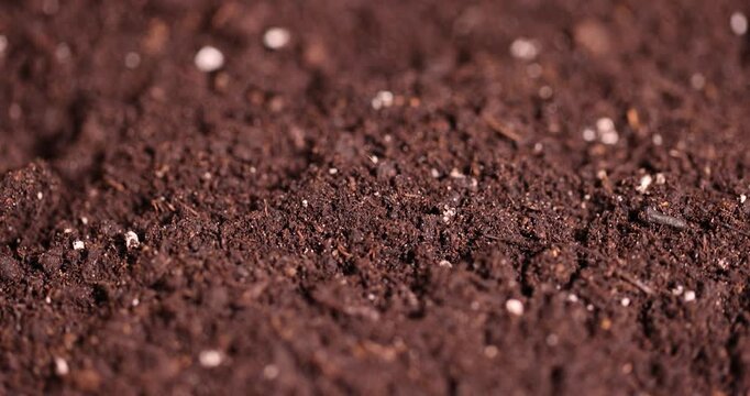 fertile soil for growing seedlings or use to improve the soil quality in the field, fertile soil mixed with white pieces of perlite to improve the quality of soil