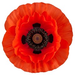 Vibrant red poppy flower isolated on white background 1