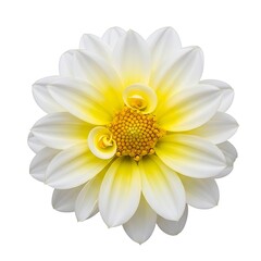 White and yellow dahlia flower center close up image