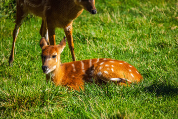 Young spotted antelope lying on green grass under bright sunlight, another deer standing close by on the meadow