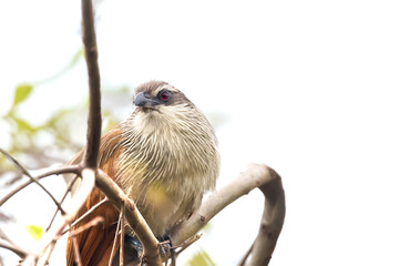 The white-browed coucal is found in Africa is a species of cuckoo family on the tree branch.
