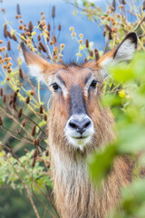 Large Water Buck antelope starring at camera in Ngorongoro Crater, Tanzania