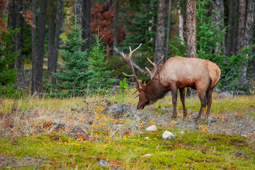 Huge Elk grazing in the woodlands in Jasper National park, Alberta, Canada.