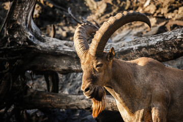 Male Nubian ibex with massive curved horns and reddish beard standing among dry tree trunks in warm...