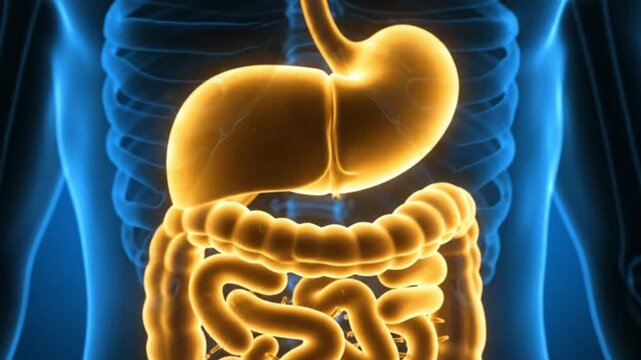 Human Anatomy Intestines Liver Stomach Body Digestive System Organs Healthcare Science Medicine Biology Anatomy Abdomen