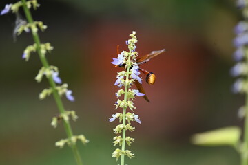 Delta conoideum or mason wasp sucking juice of flower. It is a species of potter wasp in the subfamily Eumeninae of the family Vespidae. An insect sucking the juice of a flower. Delta pyriforme.