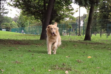 cachorro , Perro , Dog , can, puppy, doggy, Paseo , tour, excursi&oacute;n. Familia Family , Mascota , Pet , Picture , photo Bosque ,Animal