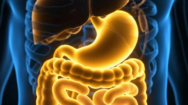 Digestive System Anatomy Human Stomach Intestines Liver and Colon Healthy Body Gut Health Medical Animation Biology