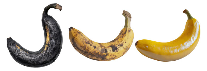 Degenerating Bananas Displaying Various Stages of Ripeness and Decay
