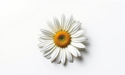 A single daisy flower, pristine and isolated against a clean white backdrop, perfect for design and illustration, blossom, design element