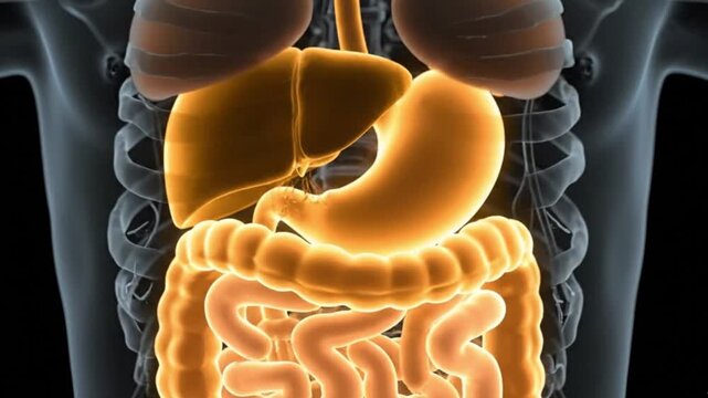 Exploring Human Anatomy Digestive System Liver Stomach Intestines Colon Physiology Medical Health Educational Animation