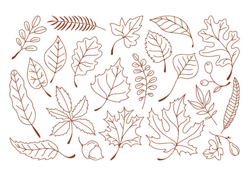 A Collection Of Various Autumn Leaf Outlines Drawn With Dotted Lines In Brown On A Transparent Background Representing Fall Season And Nature Motifs