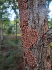 Fototapeta premium old tree trunk