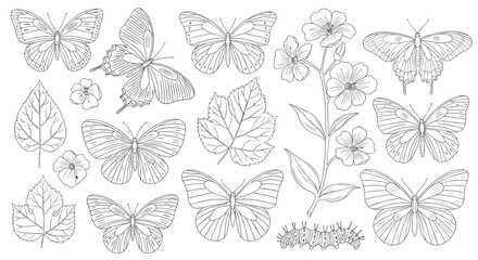 Fototapeta premium Vector art of butterflies and leaves, a delicate nature scene