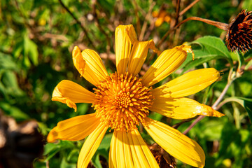 A detailed macro, top-down photo of a vibrant yellow Mexican Sunflower (Tithonia rotundifolia). Bright, direct sunlight highlights the intricate texture of the flower's center against a green garden b