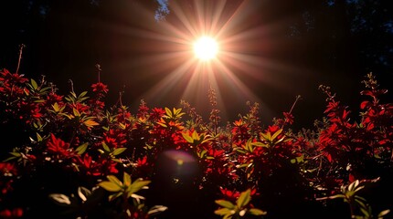 christmas tree with lights