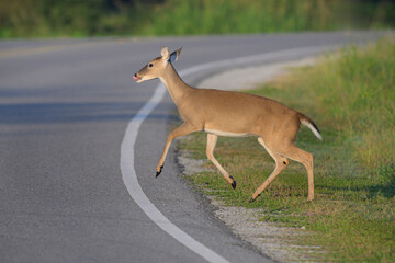 Wwite-tailed deer (Odocoileus virginianus) crossing highway, Fort Bend county, Texas, USA.