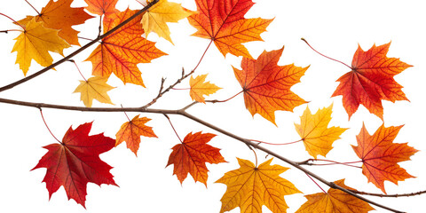 Obraz premium Realistic Autumn Maple Leaves PNG