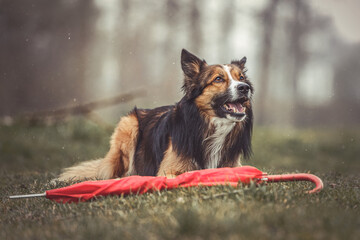 Sable Border Collie lying on a meadow beside a red umbrella in gentle autumn light. Soft rain and warm tones create a peaceful mood.