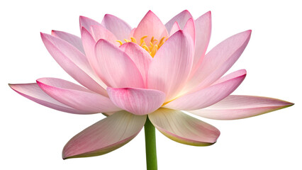 Pink Water Lily PNG – Realistic Lotus Flower Isolated on Transparent Background