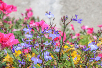 Close up of purple lobelia flowers with pink petunias in a garden, sunlight, nobody