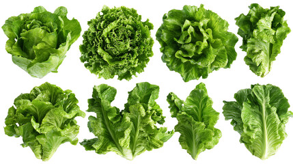 Lettuce Mockup