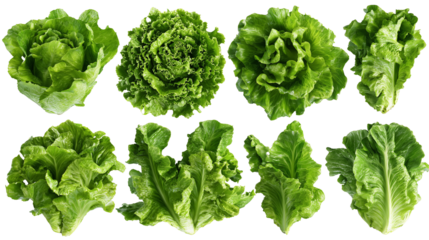 Lettuce Mockup