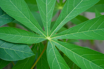 Close up of big green cassava leaf, fresh nature plant wallpaper background natural leaves
