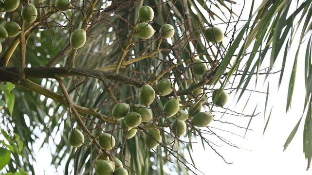 Bactris gasipaes fruits in the tree. Its common names Chontaduro fruit and Peach Palm fruit. It is a species of&nbsp;palm&nbsp;native to the&nbsp;tropical forests&nbsp;of&nbsp;Central&nbsp;and&nbsp;South America. Raw or green fruits. 