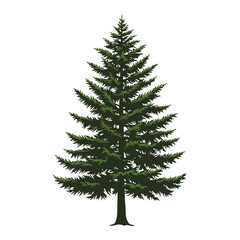 Realistic pine tree evergreen conifer forest nature plant flora seasonal outdoors foliage woodland