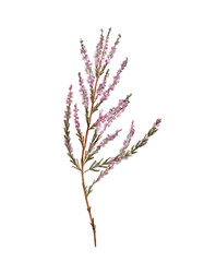 A Delicate Branch of Pink Heather Flowers Set Against a Pristine White Background