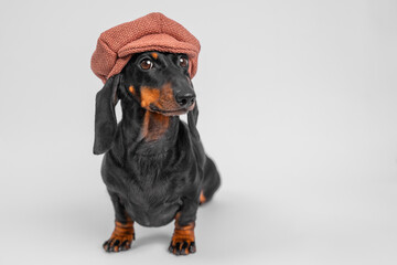Cute dachshund wearing a fashionable cap poses against a neutral background. perfect for themes of pets, fashion, and fun.