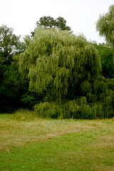 Elegant Weeping Willow in Peaceful Green Park Setting